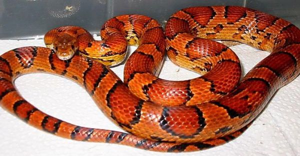 梦到红色的蛇是什么意思_红色蛇梦境解析