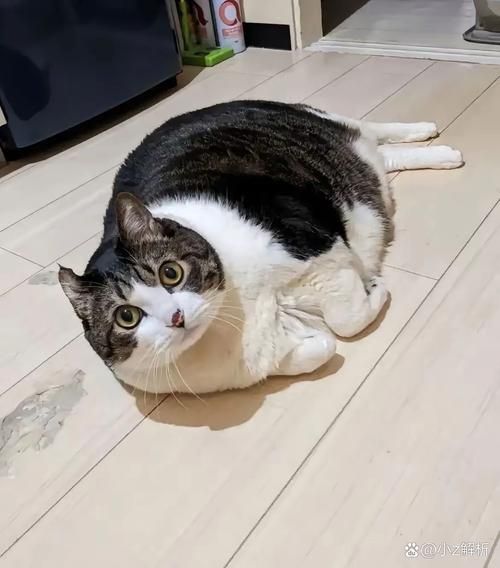 梦到大肥猫是什么意思_大肥猫梦境解析