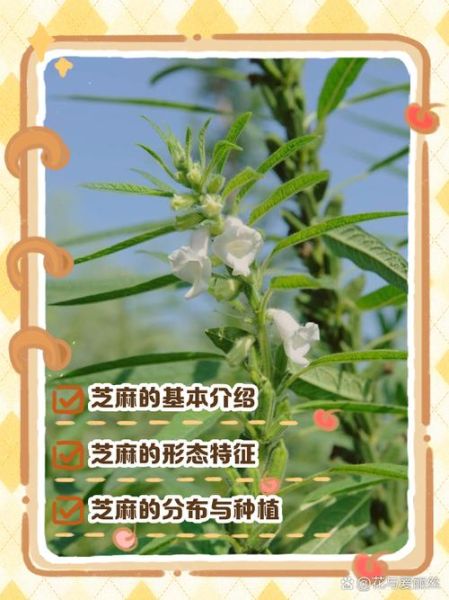 梦到种芝麻是什么意思_芝麻在梦里象征什么