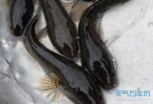 梦到死黑鱼是什么意思_死黑鱼梦境解析