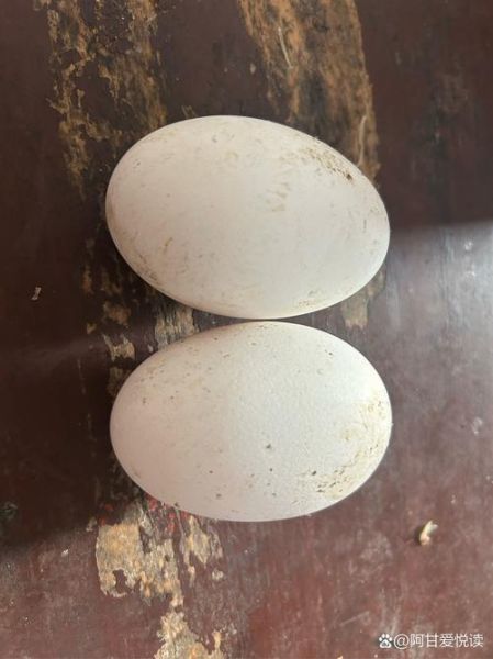 梦到鹅蛋是什么意思_梦见鹅蛋好不好