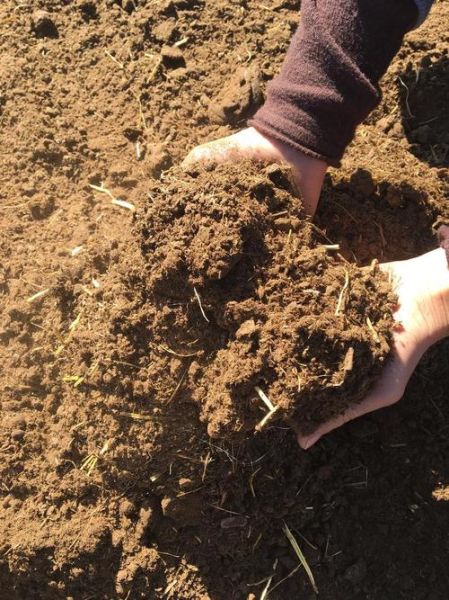 梦到牛粪是什么意思_梦到牛粪是吉兆吗