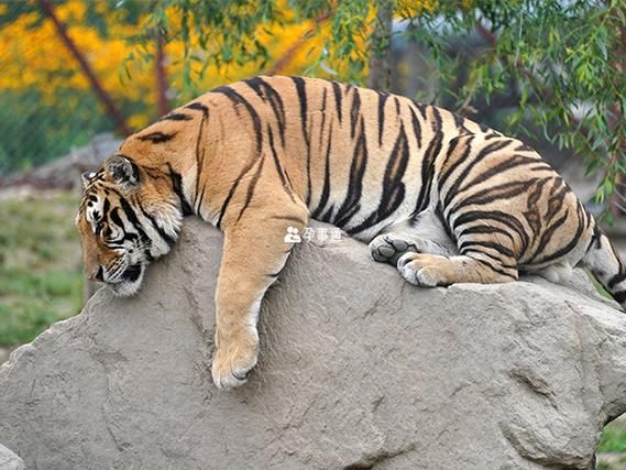 胎梦梦到虎是什么意思_孕妇梦见老虎生男生女