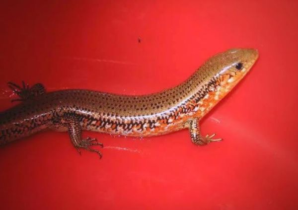 梦到四脚蛇预示着什么_四脚蛇梦境吉凶