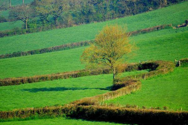 梦到田野是什么意思_田野梦境预示什么