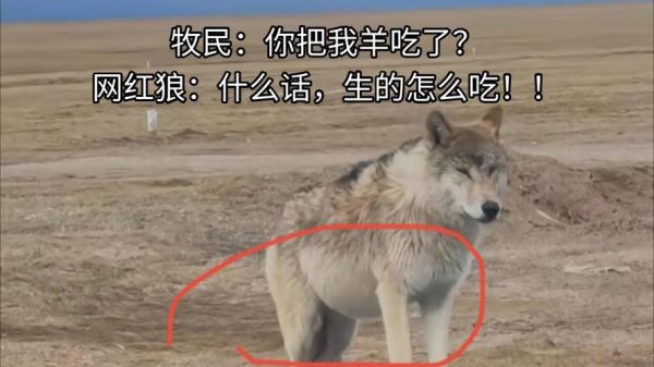 梦到狼吃羊是什么意思_梦见狼吃羊预示什么