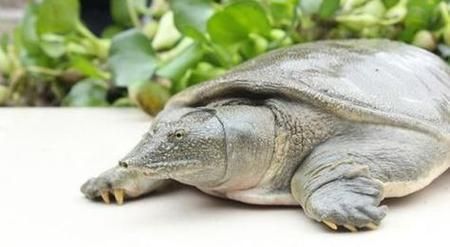 梦到鳖好吗_梦见鳖是什么预兆