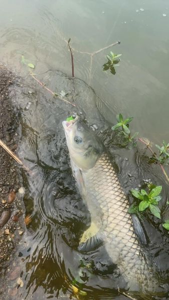 梦到抓草鱼什么意思_梦见在水里抓草鱼好不好