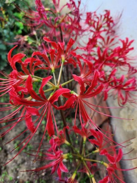 梦到好多红花是什么意思_梦见大片红花预示什么