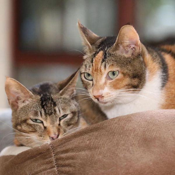 梦到许多小猫_梦见很多小猫是什么意思