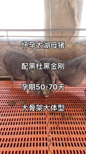 孕妇梦到小黑猪是什么意思_胎梦解析与心理暗示