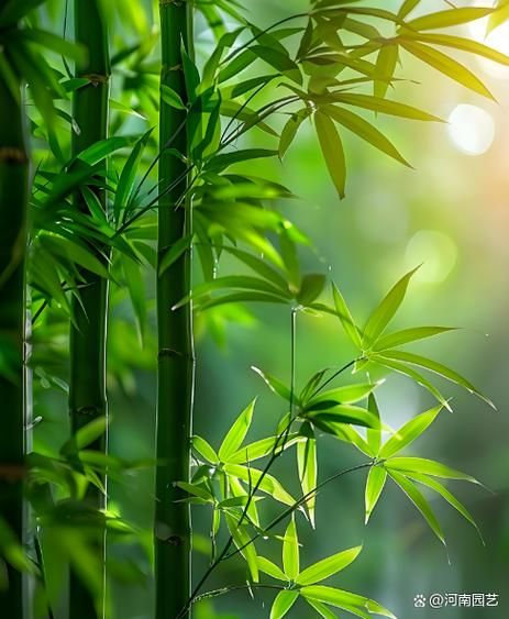 竹的属相是什么_竹在风水里属木还是属土