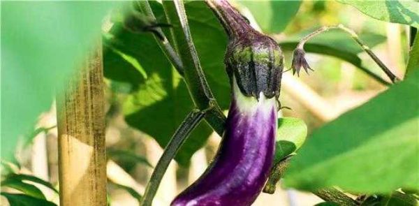 梦到绿茄子是什么意思_绿茄子梦境解析