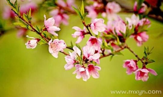 梦到桃花是什么意思_梦见桃花的预兆