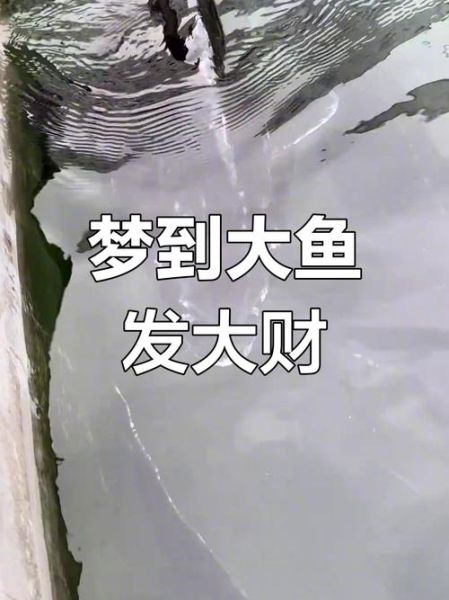 梦到捞大鱼是什么意思_梦见捞大鱼好不好