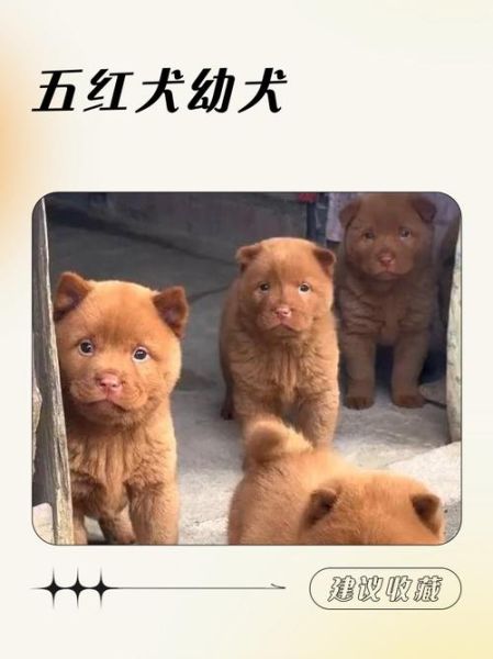 红狗是哪一年的_红狗属相性格特点