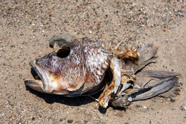 梦到鱼头是什么意思_鱼头梦境解析