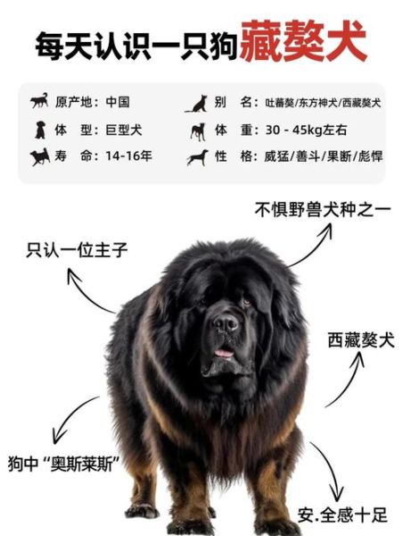 梦到黑藏獒是什么意思_黑藏獒梦境解析