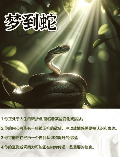 梦到两条蛇是什么意思_梦到两条蛇预示着什么