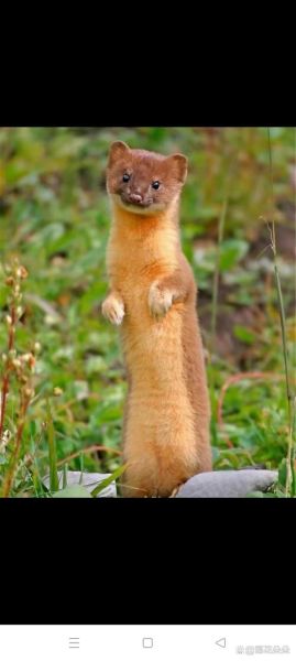 梦到黄仙是什么意思_黄仙托梦预示什么