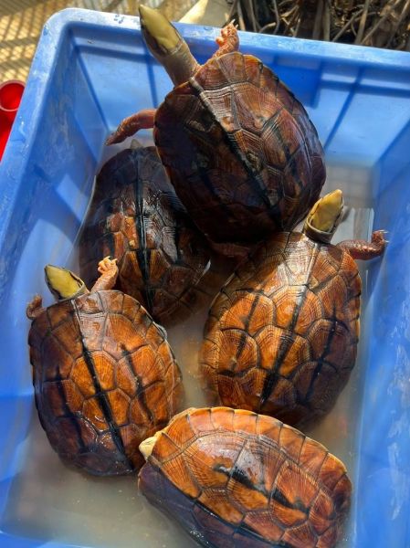 金钱龟真的能招财吗_如何摆放金钱龟提升财运