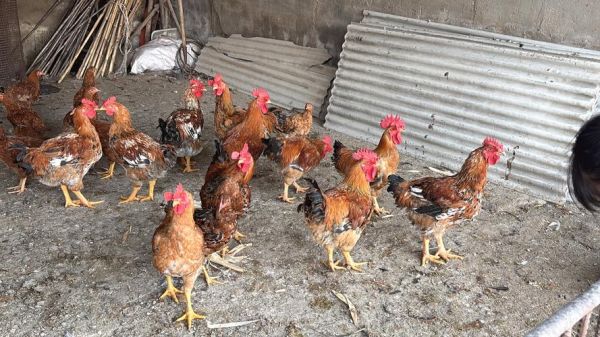 梦到一群鸡是什么意思_梦见鸡群的吉凶预兆