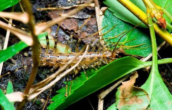 梦到蚰蜒是什么意思_梦见蚰蜒爬身上怎么办 梦到蚰蜒是什么意思_梦见蚰蜒爬身上怎么办