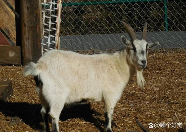 梦到丢羊是什么意思_梦见羊丢了怎么办 梦到丢羊是什么意思_梦见羊丢了怎么办