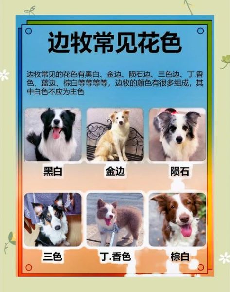 边牧今日运势_边牧性格与星座匹配