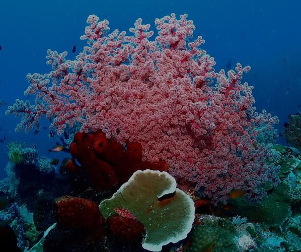 梦到珊瑚是什么意思_珊瑚梦境预示什么