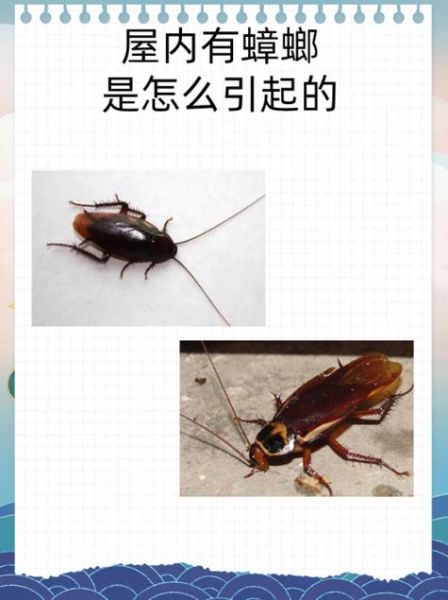 蟑螂财运_蟑螂进家是招财还是破财 蟑螂财运_蟑螂进家是招财还是破财