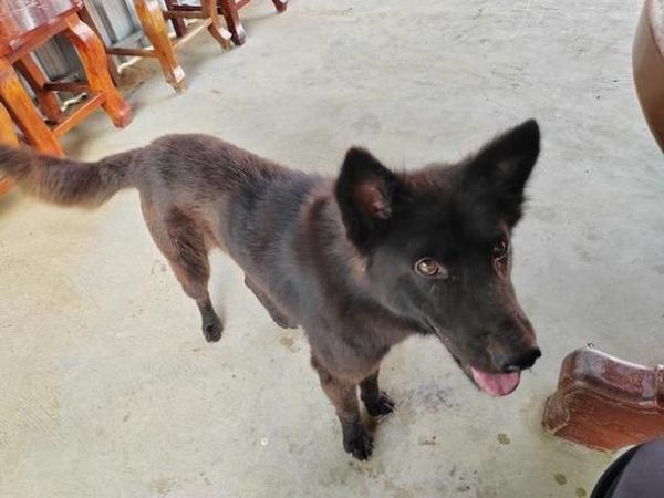 梦到杀黑狗_黑狗在梦里代表什么 梦到杀黑狗_黑狗在梦里代表什么