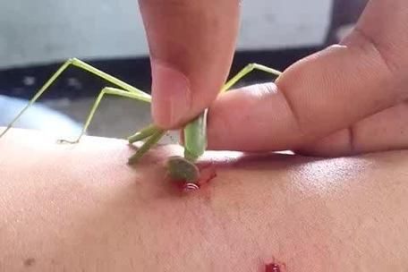 梦到被螳螂攻击_意味着什么 梦到被螳螂攻击_意味着什么