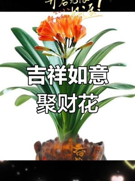 象征财运的鲜花有哪些_办公室招财植物推荐