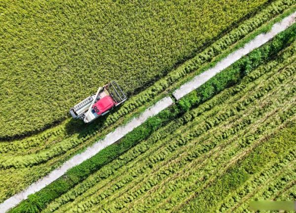 梦见庄稼是什么意思_梦到庄稼丰收好不好