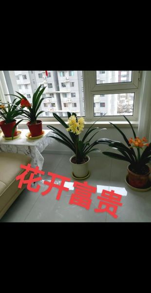 财运富贵花怎么养_富贵花摆放禁忌