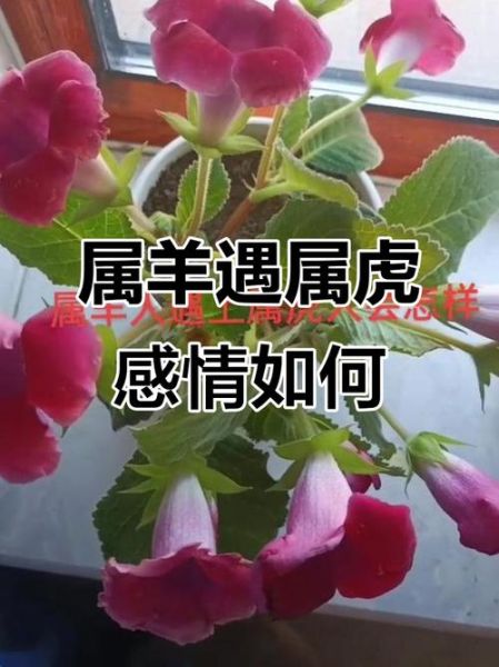 虎年羊年运势如何_属虎属羊合不合