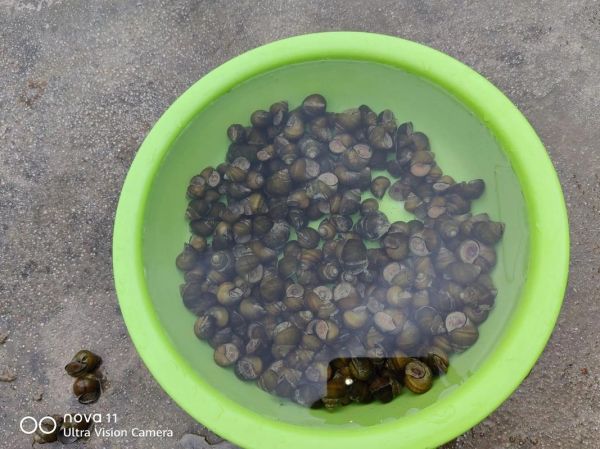 梦到捡田螺是什么意思_梦见捡田螺预示什么