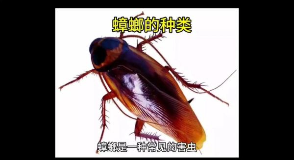 蟑螂多代表财运_家里蟑螂多预示什么