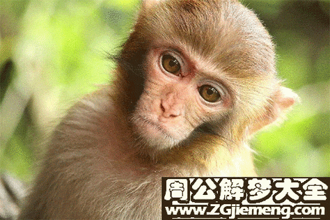 梦到老猴子_梦见老猴子是什么预兆