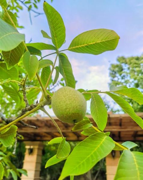 梦到核桃树是什么意思_核桃树梦境解析