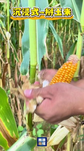 梦到掰玉米是什么意思_梦见掰玉米预示着什么