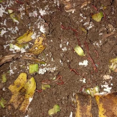 孕妇梦到蚯蚓是什么意思_孕妇梦见蚯蚓预示什么