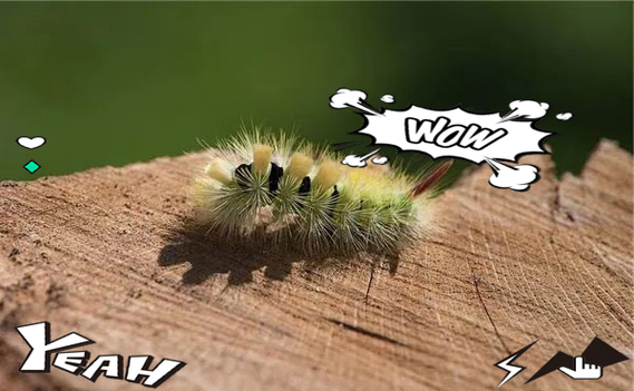 梦到毛毛虫是什么意思_梦见毛毛虫好不好