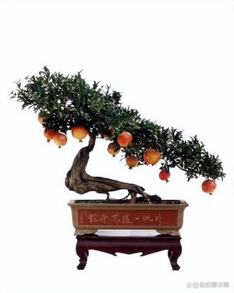 辛酉石榴木财运_如何提升