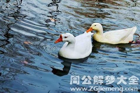 梦到一只鸭是什么意思_梦到鸭子的吉凶预兆