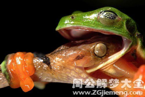 梦到被青蛙咬是什么意思_被青蛙咬梦境解析