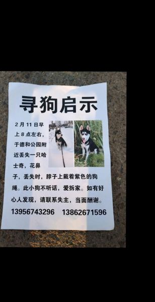 梦到恶狗拦路是什么意思_如何化解