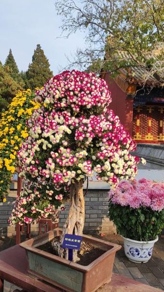 财运菊花怎么养_财运菊花风水摆放禁忌