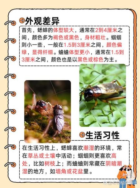 梦到抓蛐蛐是什么意思_梦到抓蛐蛐预示着什么